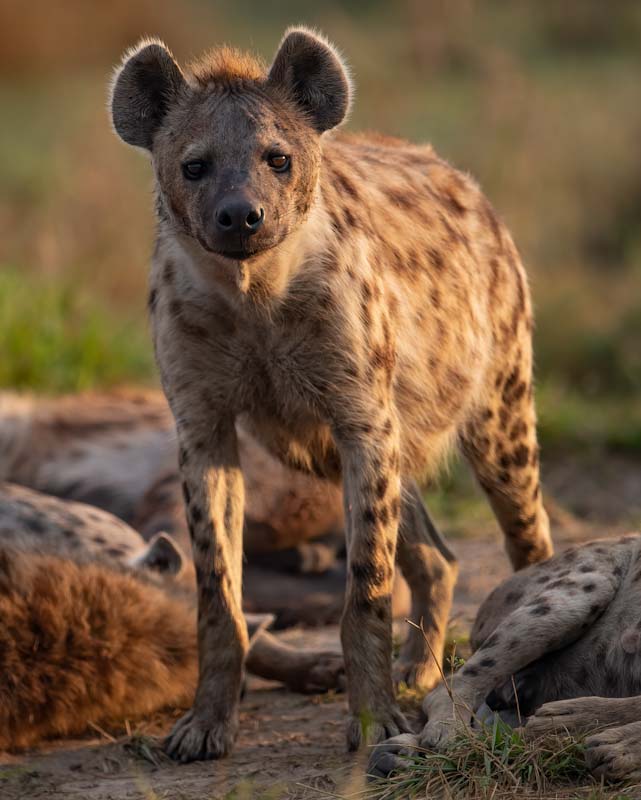 hyena