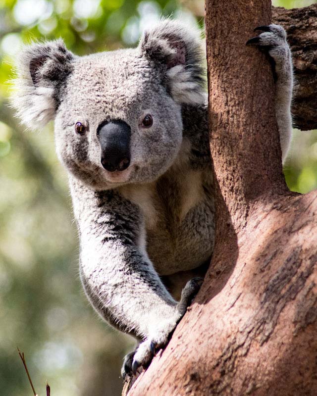 koala