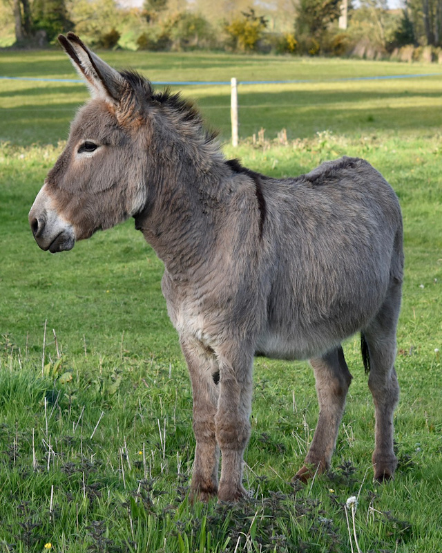 jak dělá osel