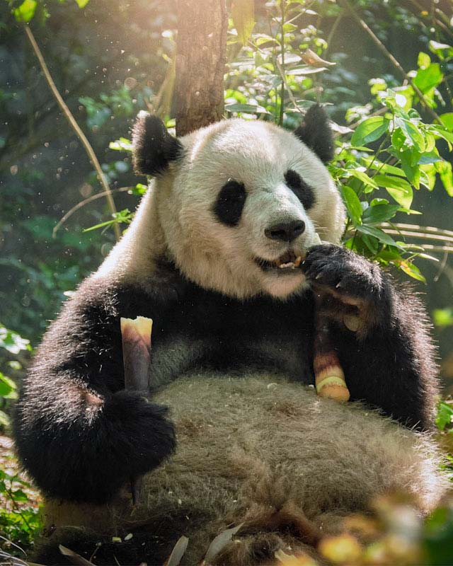 panda