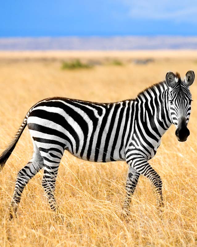 zebra